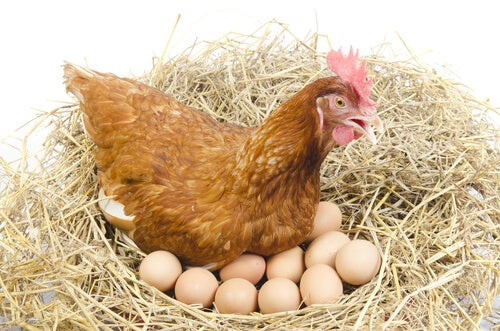 Las gallinas ponen huevos todos los dias